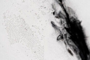 030 Chrio Monochrome Gamma photo Yves Rousseau 4